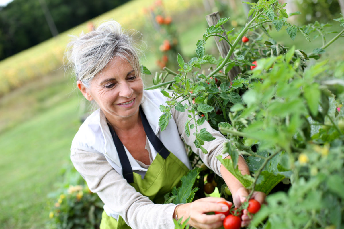 Senior woman picking organic fruit