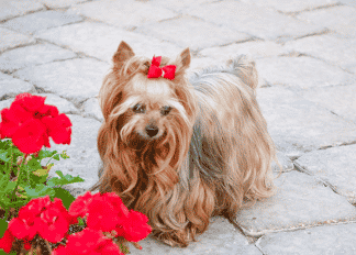 Picture of a small brown dog standing next to red flowers.